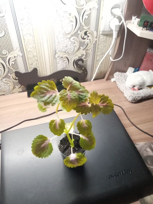 Коллеус - Неприхотливое растение