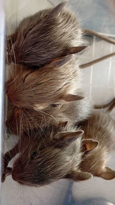 Donez Pui veveriță Degu, nu sunt hamsteri- Brasov