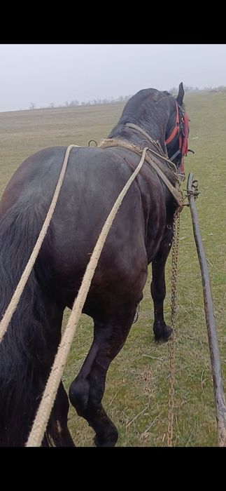 Vând cârlan metis de frizian