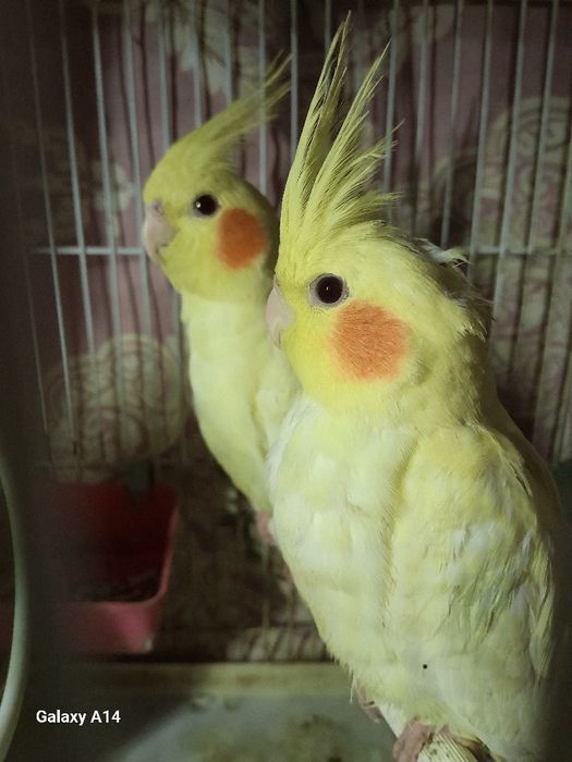 Продаются попугаи Корелла