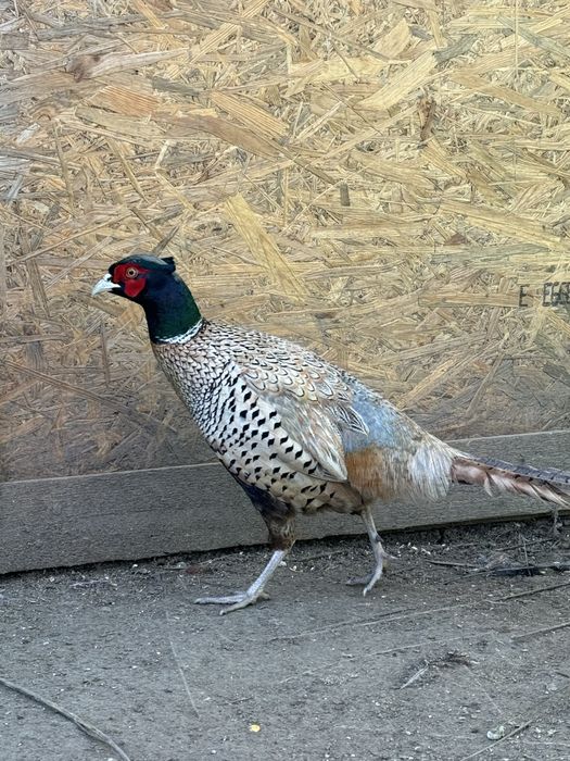 Fazani comuni platină diluată