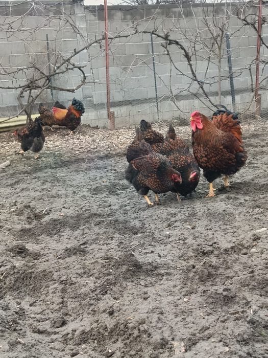 Ouă incubat găini wiandotte