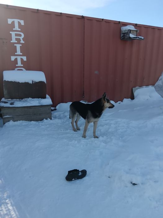 Вязка собак, кабель ищет