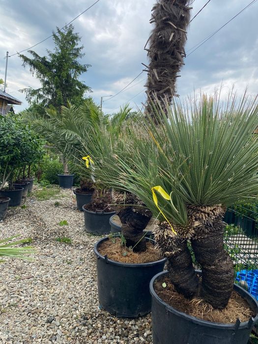 Plante exotice ,rezistente la ger