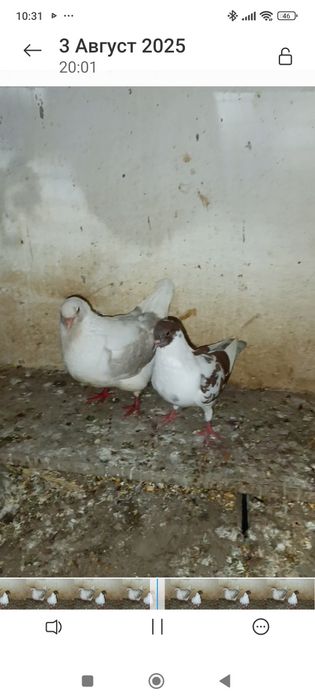 Кинг каптарлар сотилади пар эмас молодой нар мода