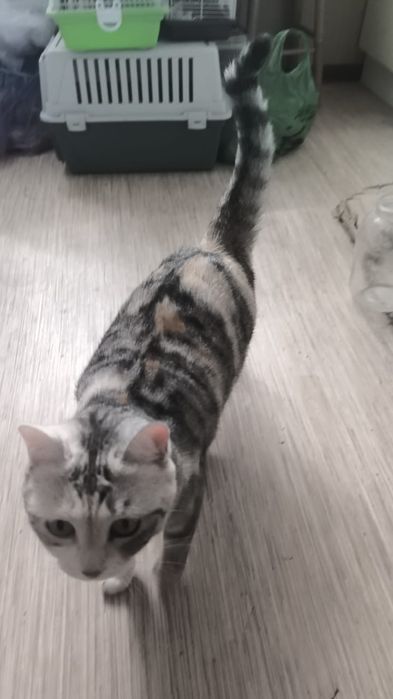 Отдадим кошку в добрые руки.