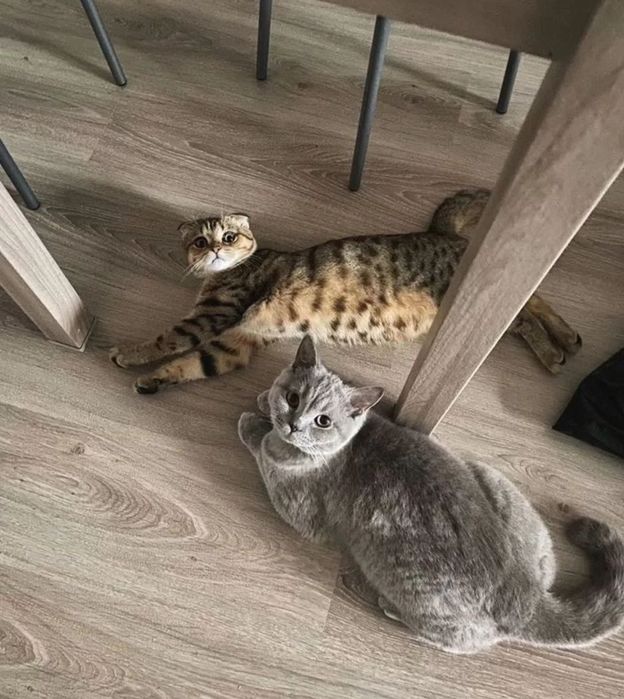 Кросивые котята, 1.5 мес девочки