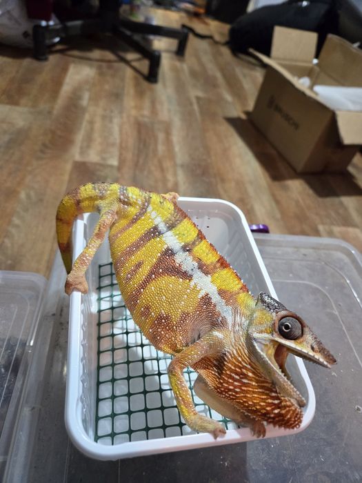 Furcifer pardalis cameleon