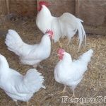 Продам кур несушек 11 месяцев.