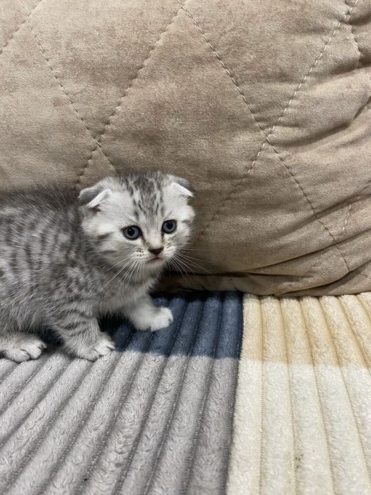 Вислоухие шотла ндцы