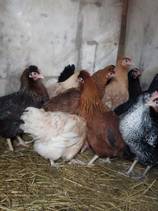 Продам куры домашние