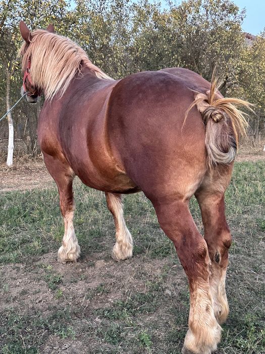 **iapa 6 ani Pașaport 1.70 inaltime 850-900kg Se vinde pe garantie