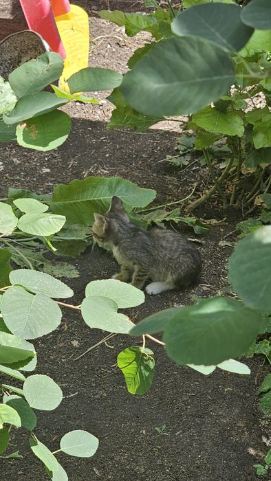 котята крысыловы