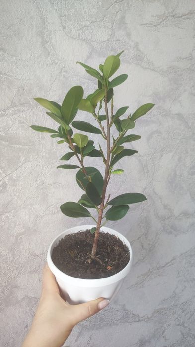 Продам фикус Бенжамина. Есть доставка.