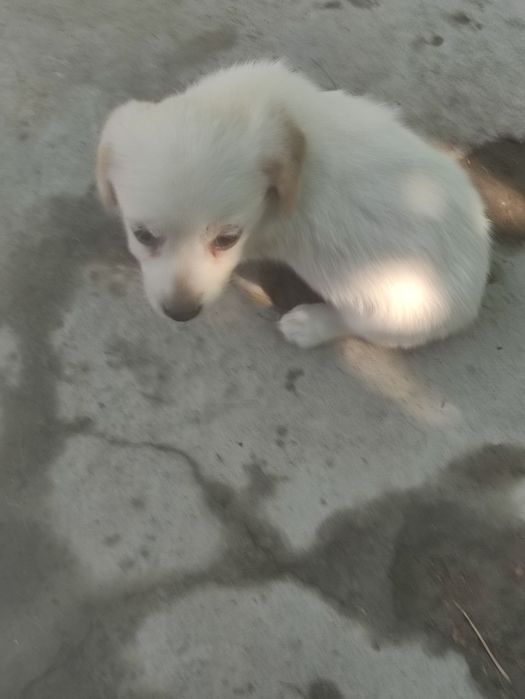 Продам собачек смешанных