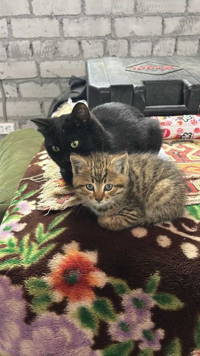 Отдам даром котят