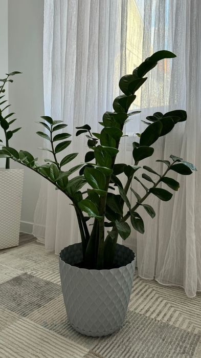 Продам комнатные цветы