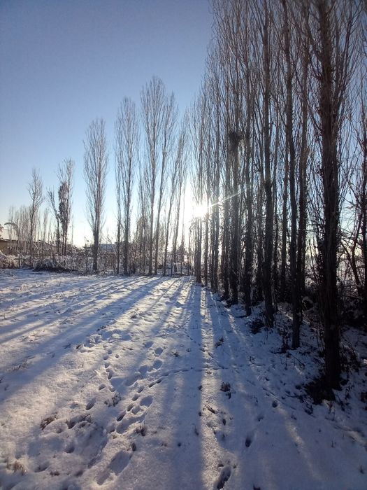 Прадаётса деревя-Тераклар сотилади