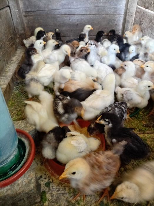 Vand pui de diferite vârste