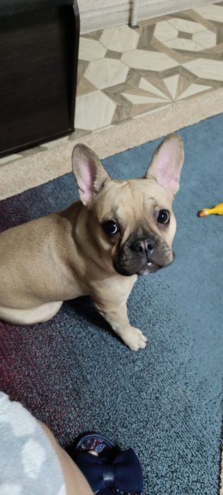 Французский бульдог, девочка, 8 месяцев
