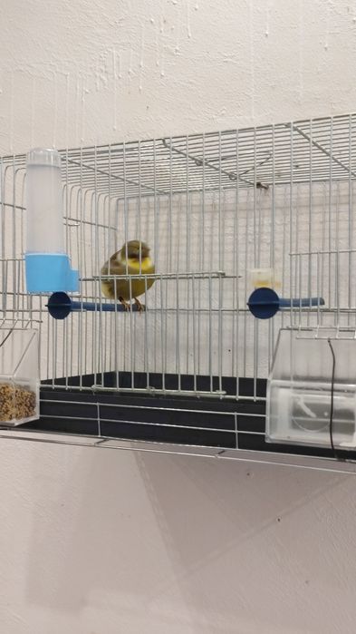 Продавам мъжко глостер