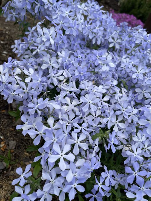 Многолетние цветы