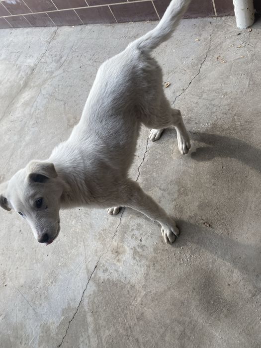 Щенок 4 месяца .