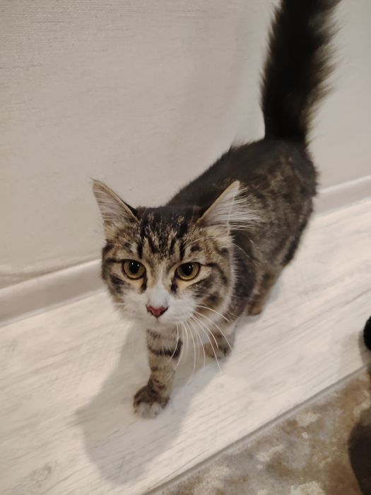 Невероятно красивая кошечка ищет дом