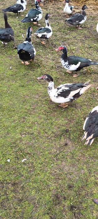 Vând rațe leșesti de anul acesta .