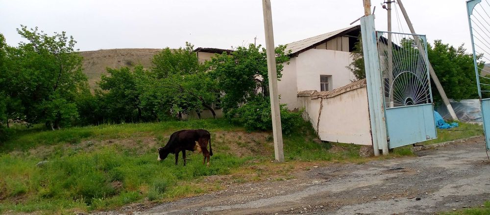 Нотурар бино сотилади!