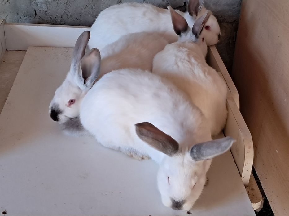 Продам кроликов.