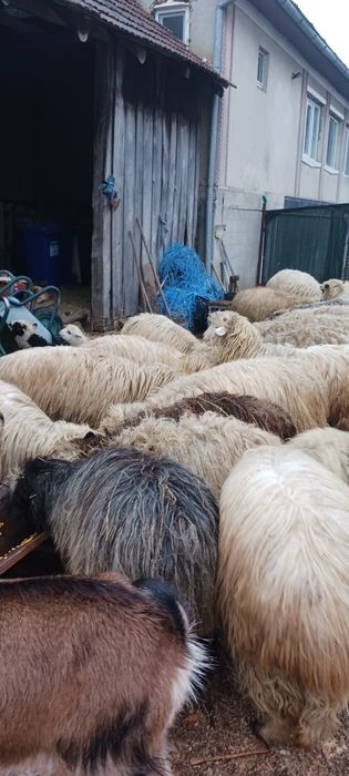 Vând 30 buc. de oi  tinere