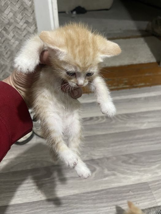 Отдам котят приучены к горшку ждут своего хозяина