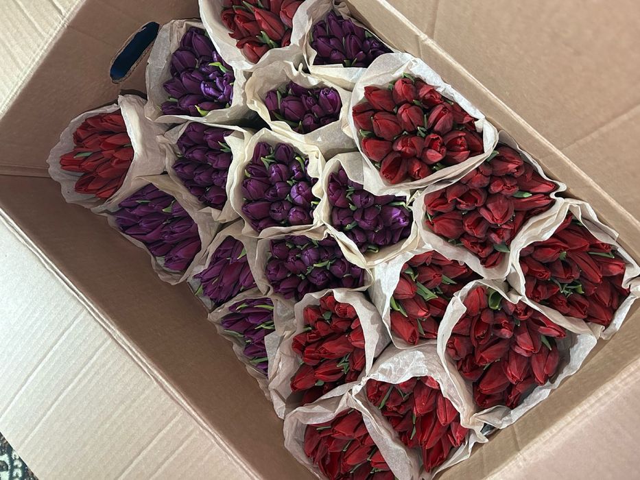 Тюльпаны Беллорусские