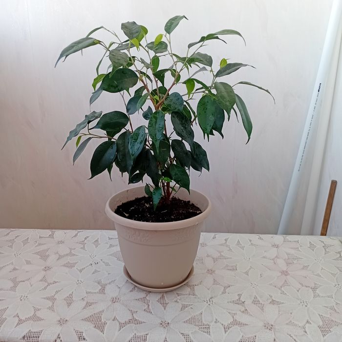 Продам цветы комнатные Фикус