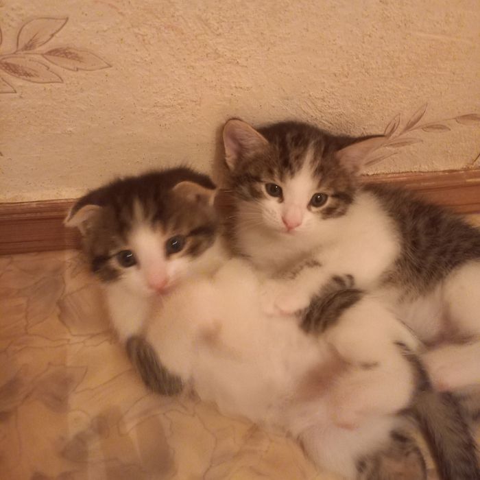 Плрожистые котята  1 мес мальчики и девочки