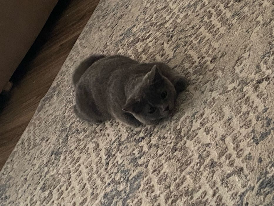 Британская котята