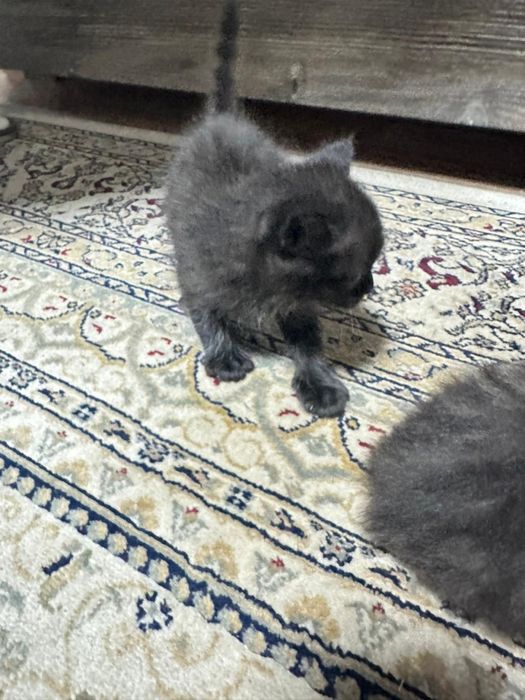 Отдам котенков в хорошие руки бесплатно!