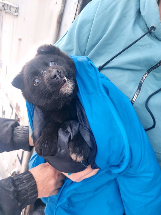 Щенки дворники.2