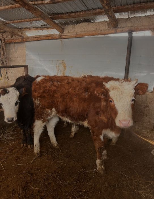 Продам телок телята