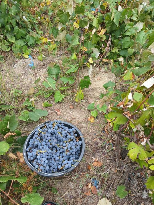 Struguri ananas si nova