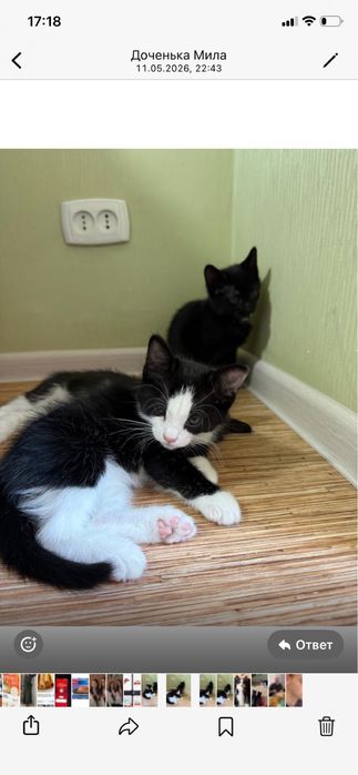 Отдам котят в добрые руки