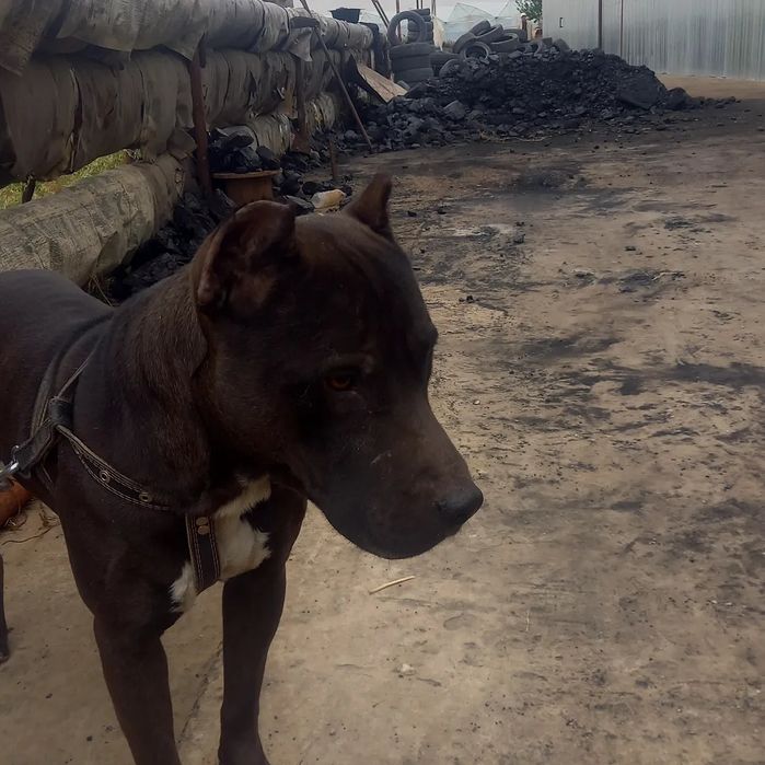 Питбул сотилади човчщслвш