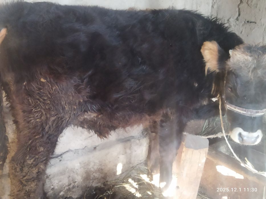 Бычок телята тттт