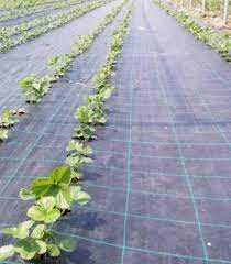 Agrotextil negru 100 gr/mp pt mulcire si alte itrebuintari 3 lei/mp