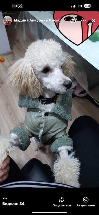 Средний пудель вязка