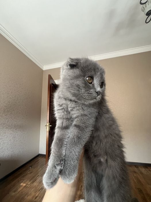Шотландский котёнок серого окраса (очень красивый)