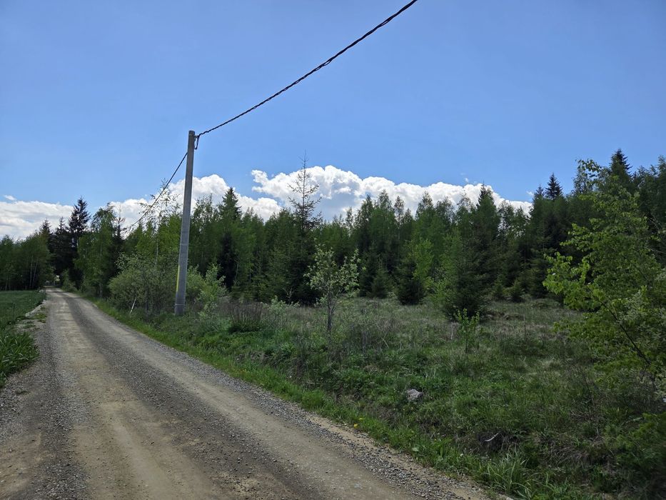 Vând teren Panaci
