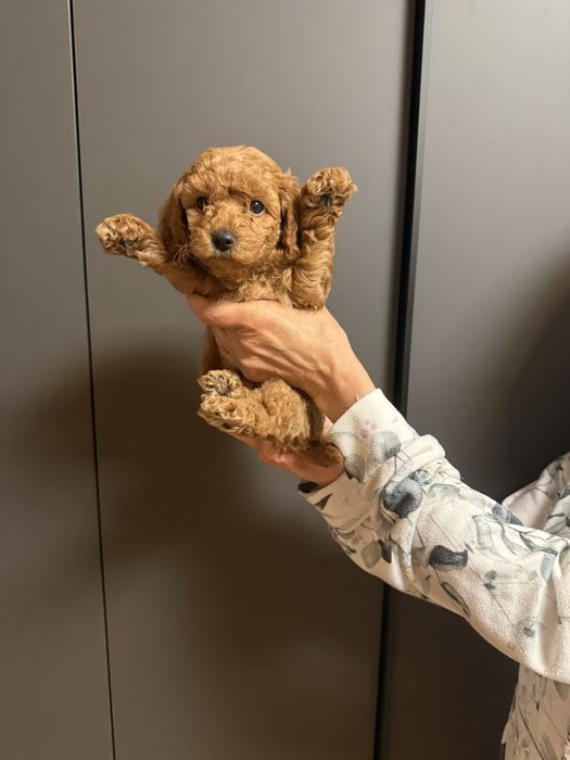 Той пудел red  apricot