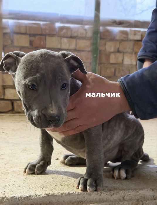 Продаются щенки АМСТАФ